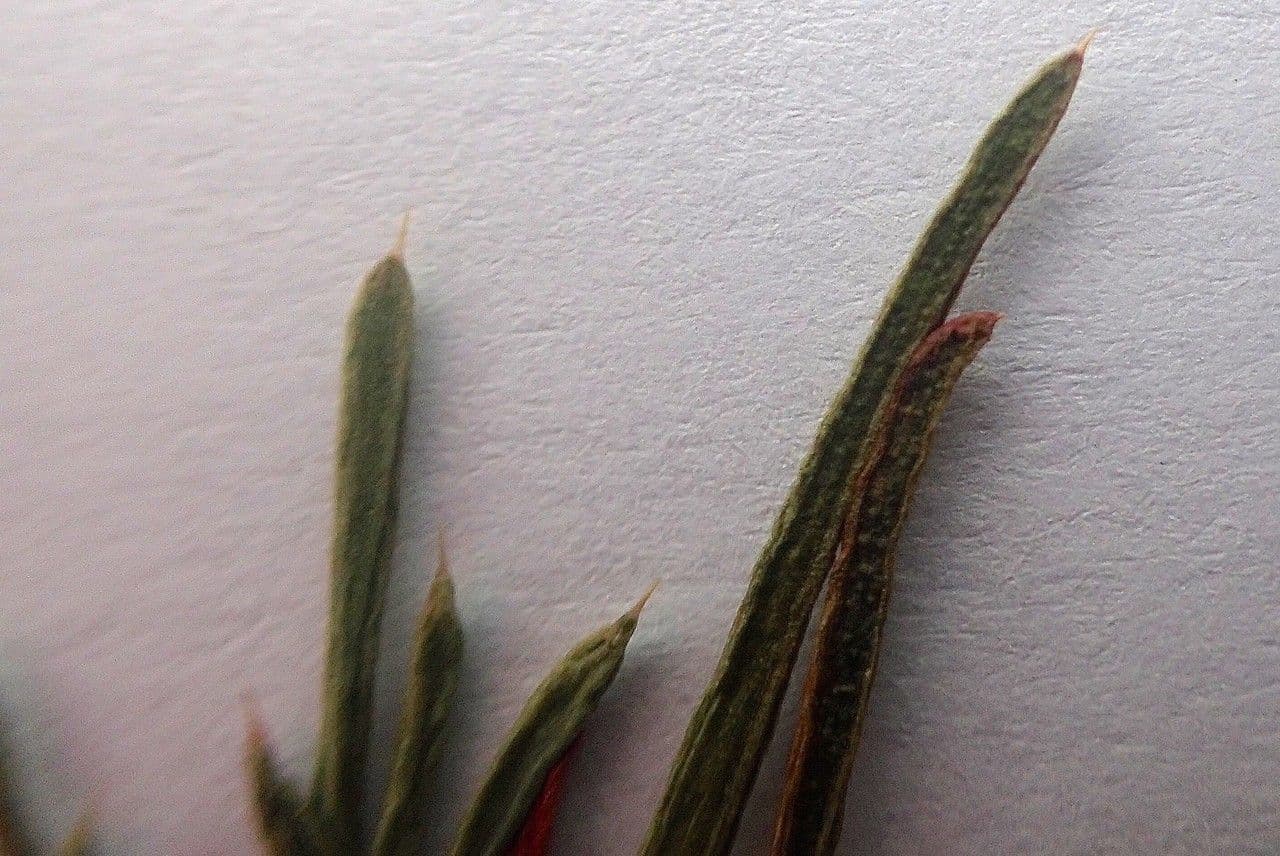 Suaeda splendens