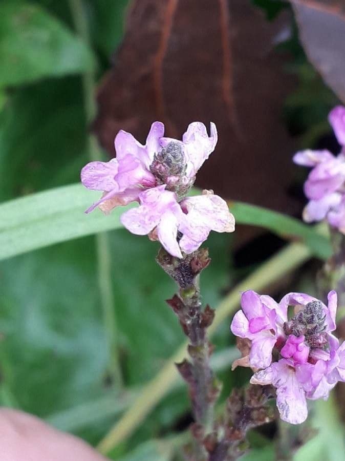 Verbena hastata