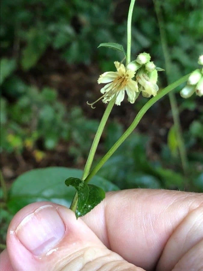 Vaccinium stamineum