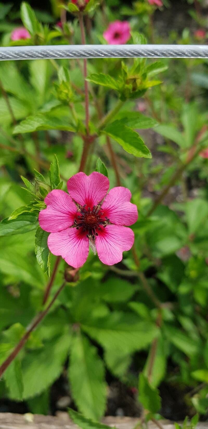 Potentilla nepalensis