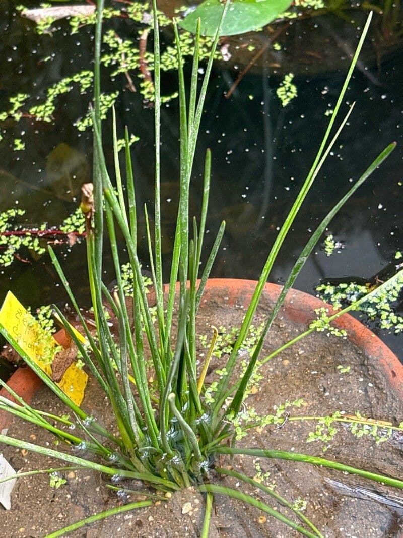 Zephyranthes candida