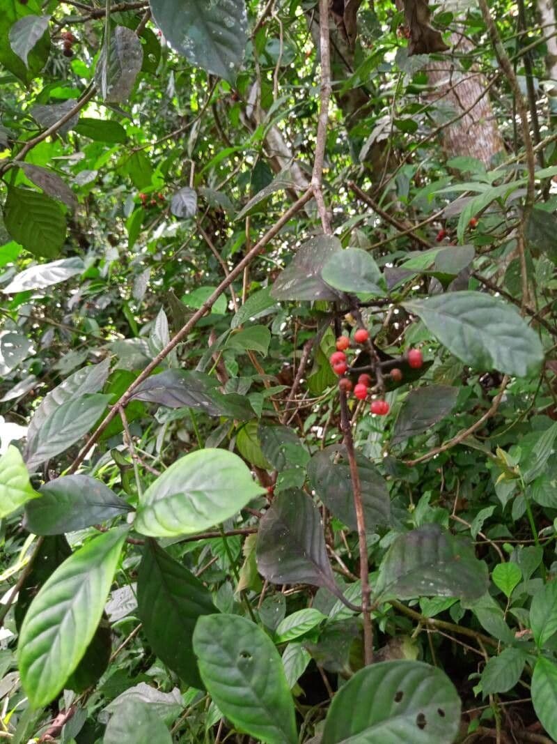 Psychotria cupularis