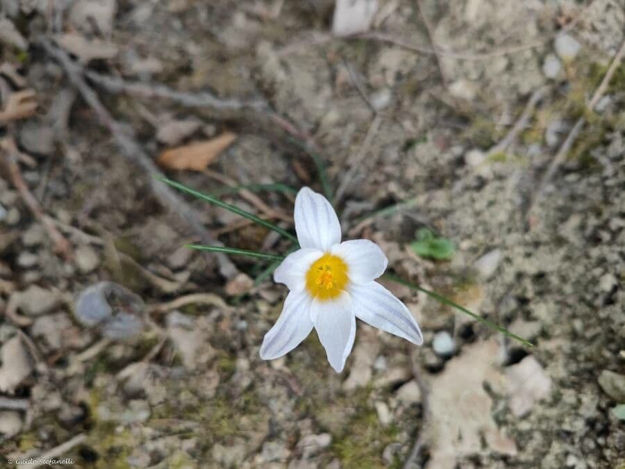 Romulea arnaudii