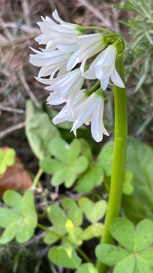 Allium triquetrum