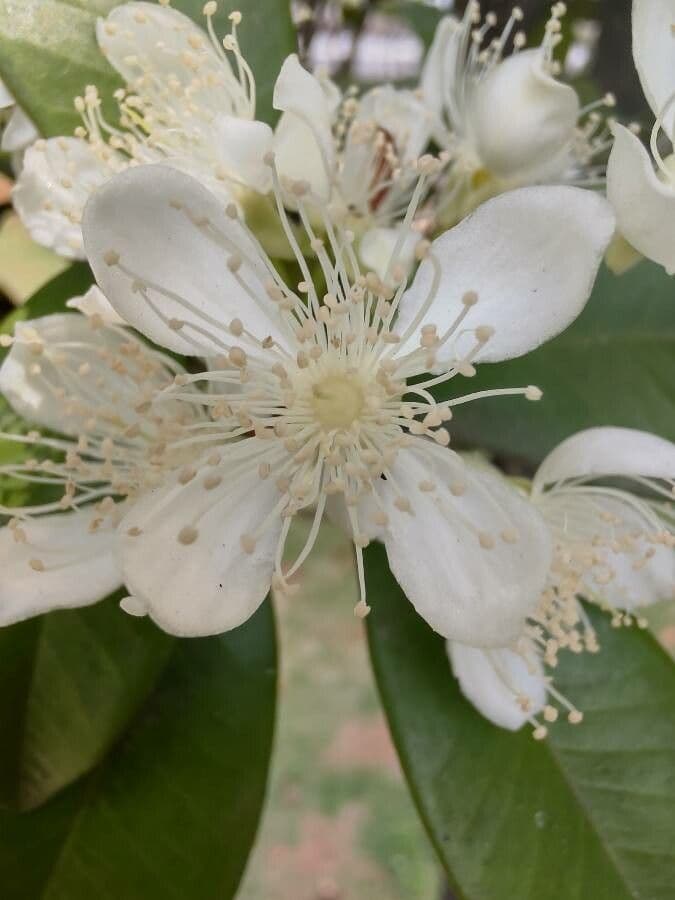 Eugenia brasiliensis