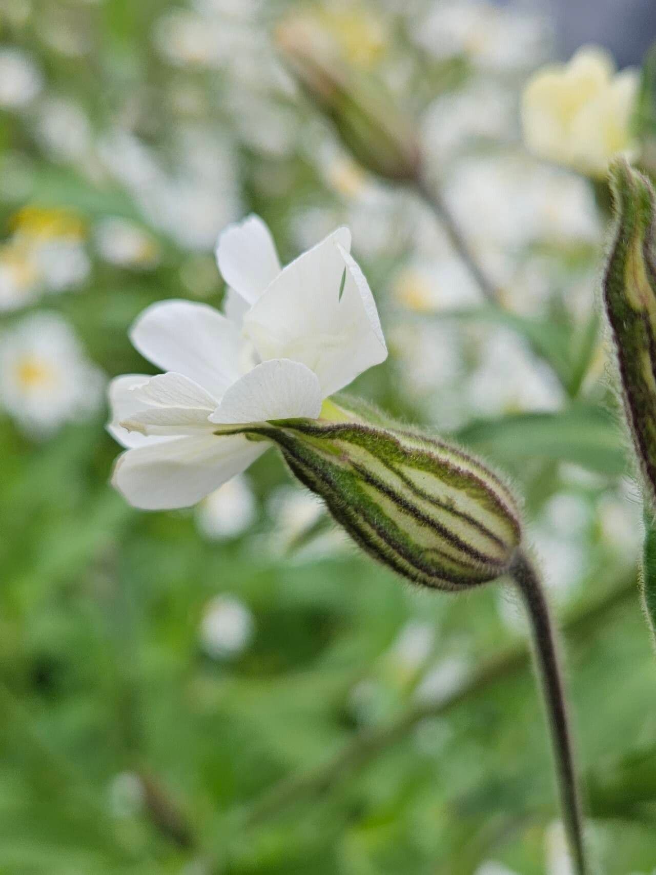 Silene dichotoma