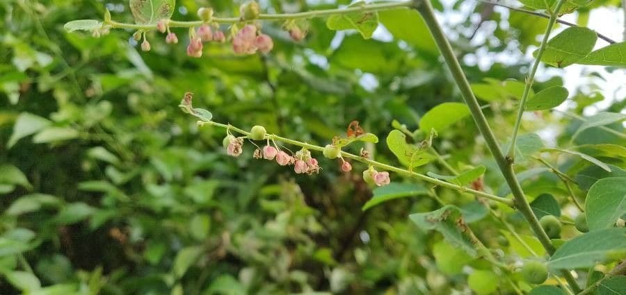 Phyllanthus reticulatus