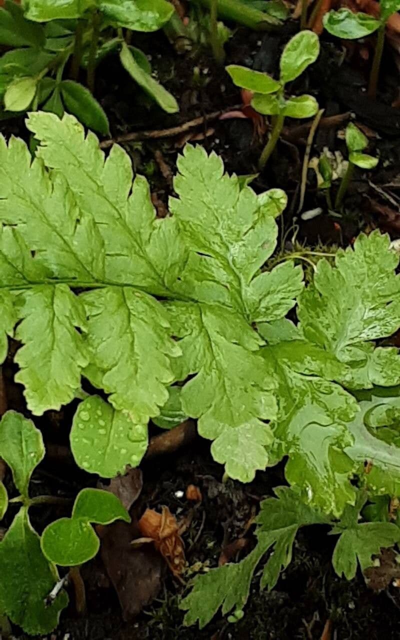 Dryopteris cristata