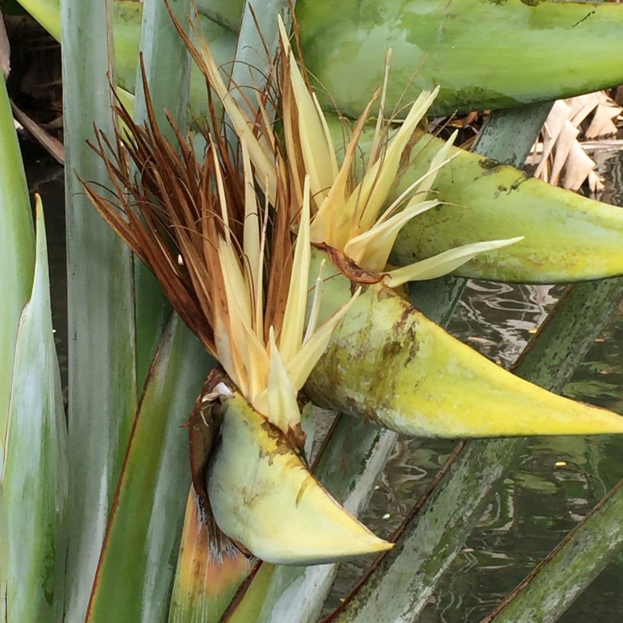 Ravenala madagascariensis