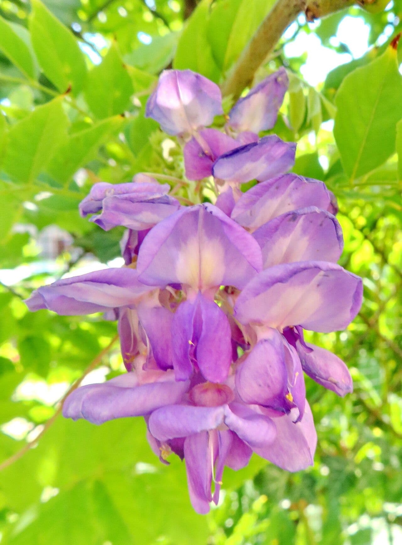 Wisteria frutescens