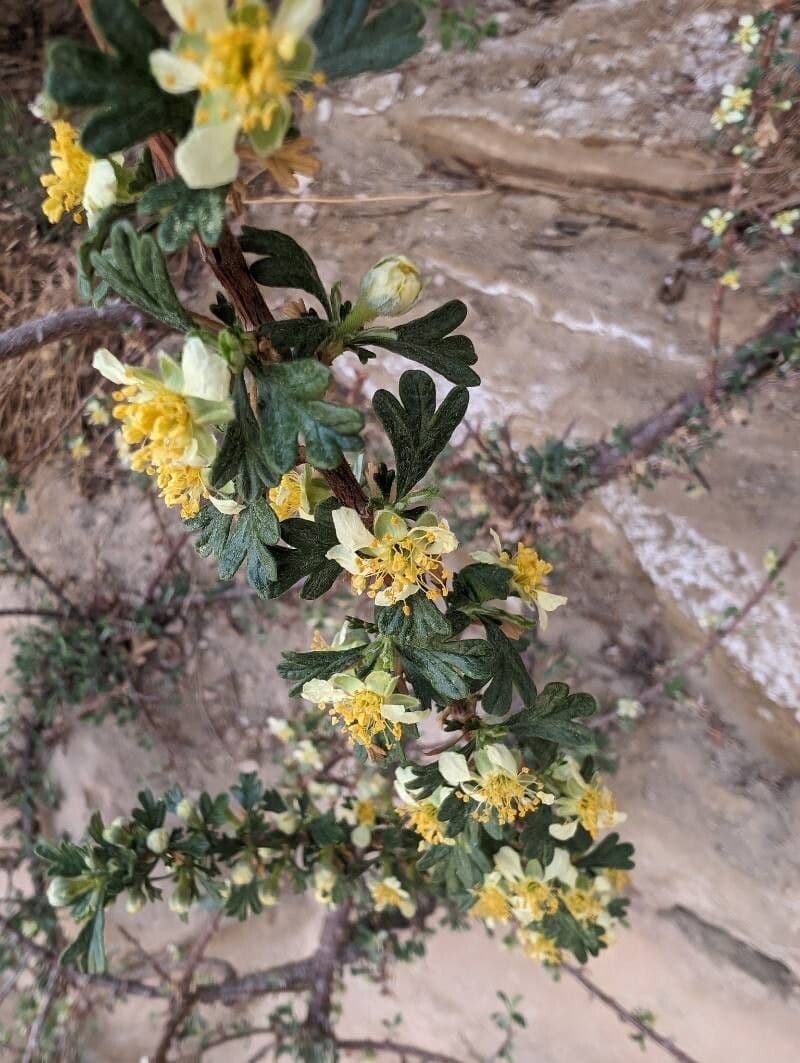 Purshia tridentata