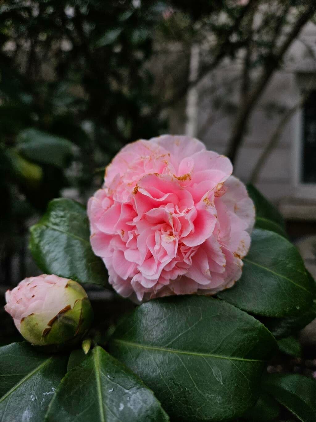 Camellia sasanqua