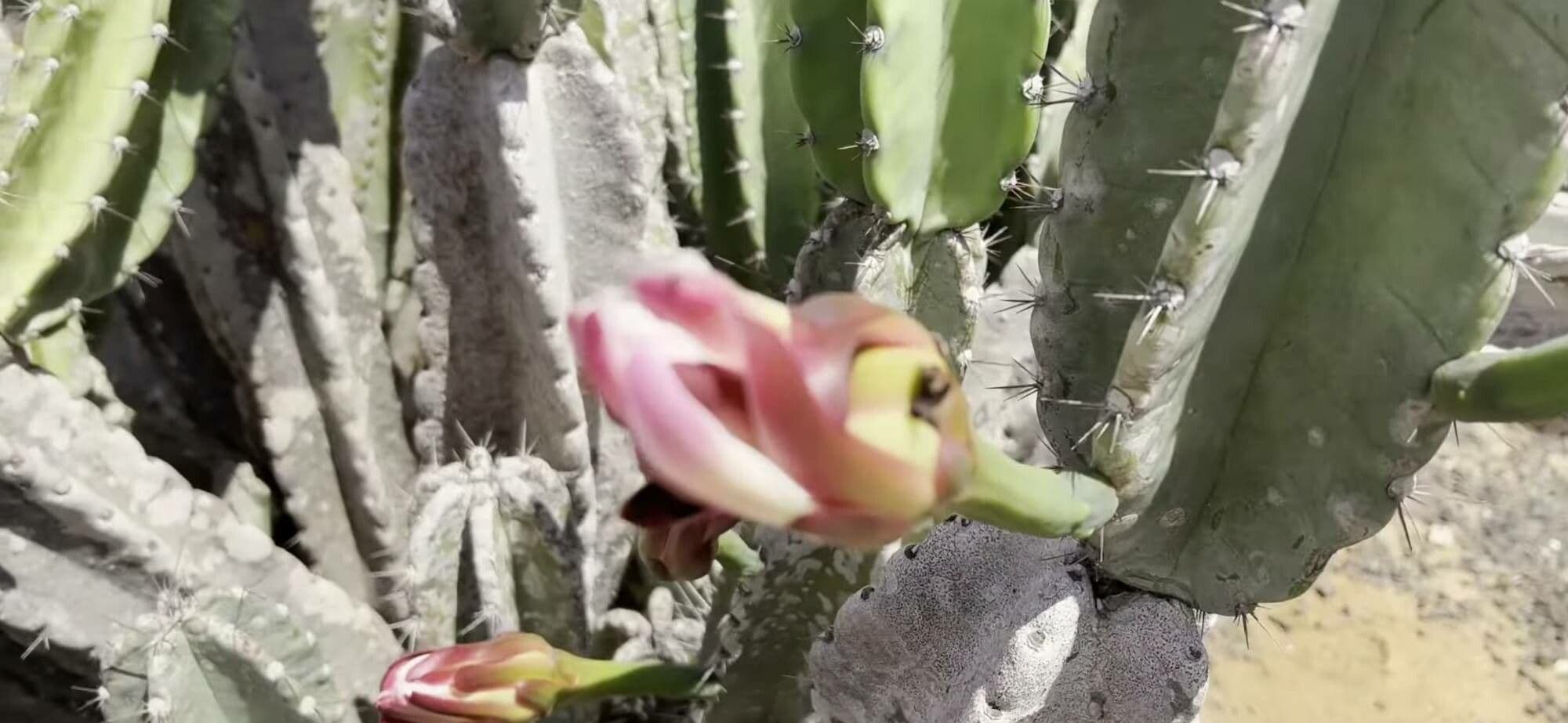 Cereus hexagonus