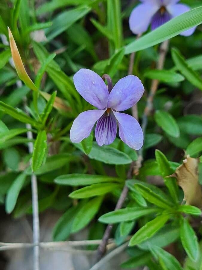 Viola arborescens