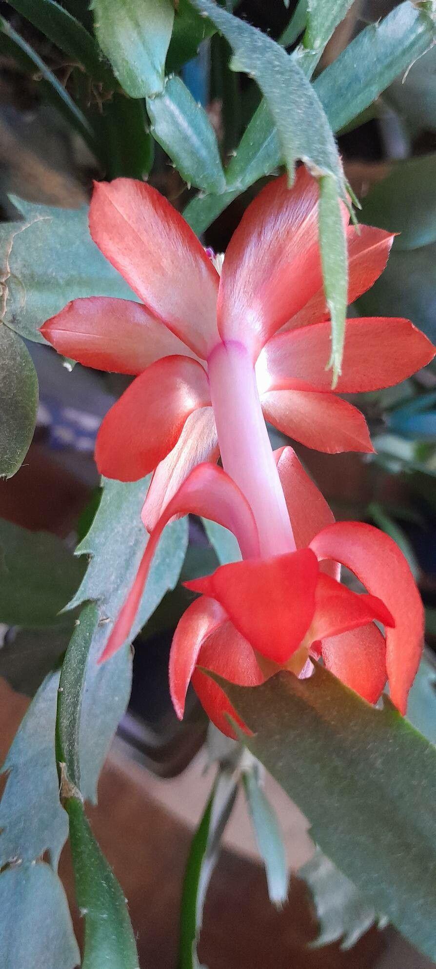 Schlumbergera truncata