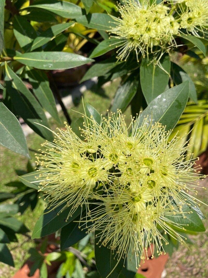 Xanthostemon pubescens