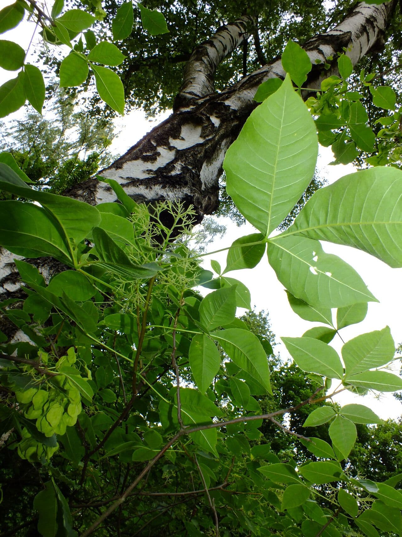 Ptelea trifoliata