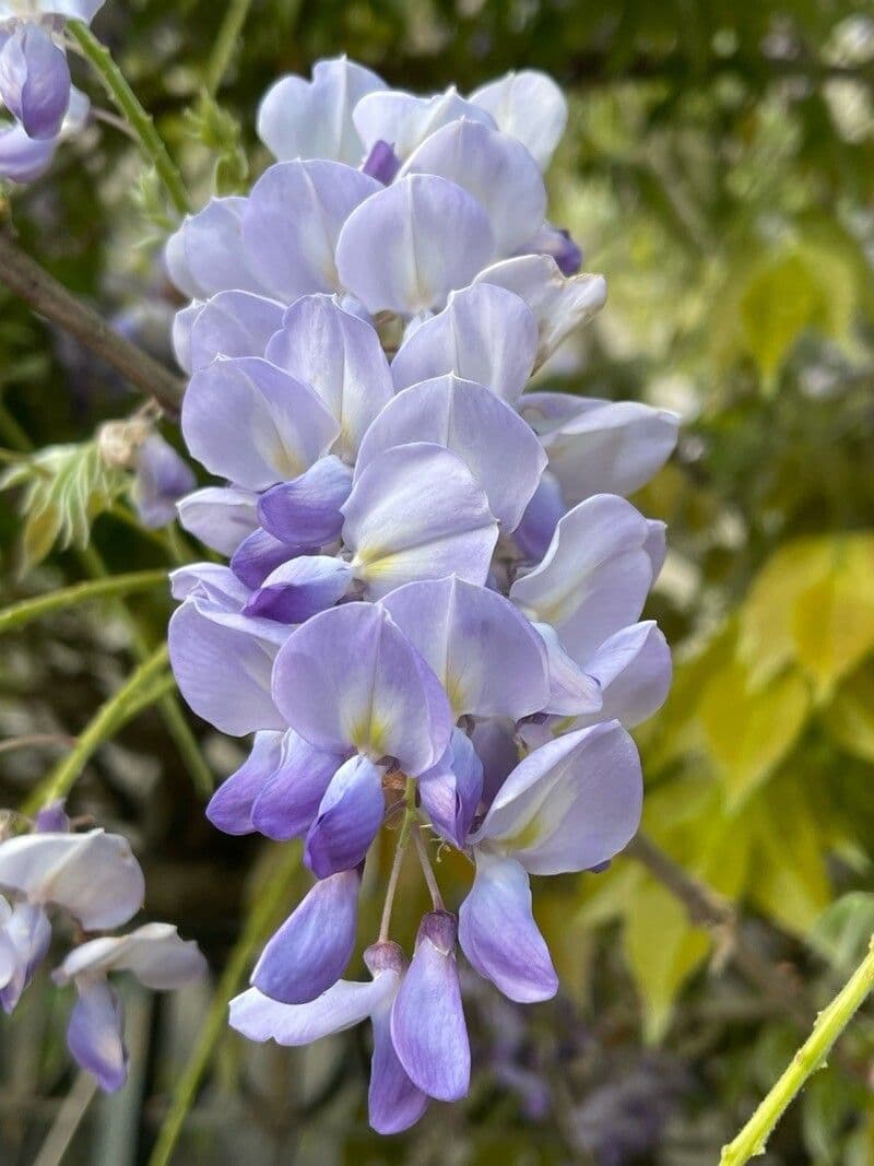 Wisteria floribunda