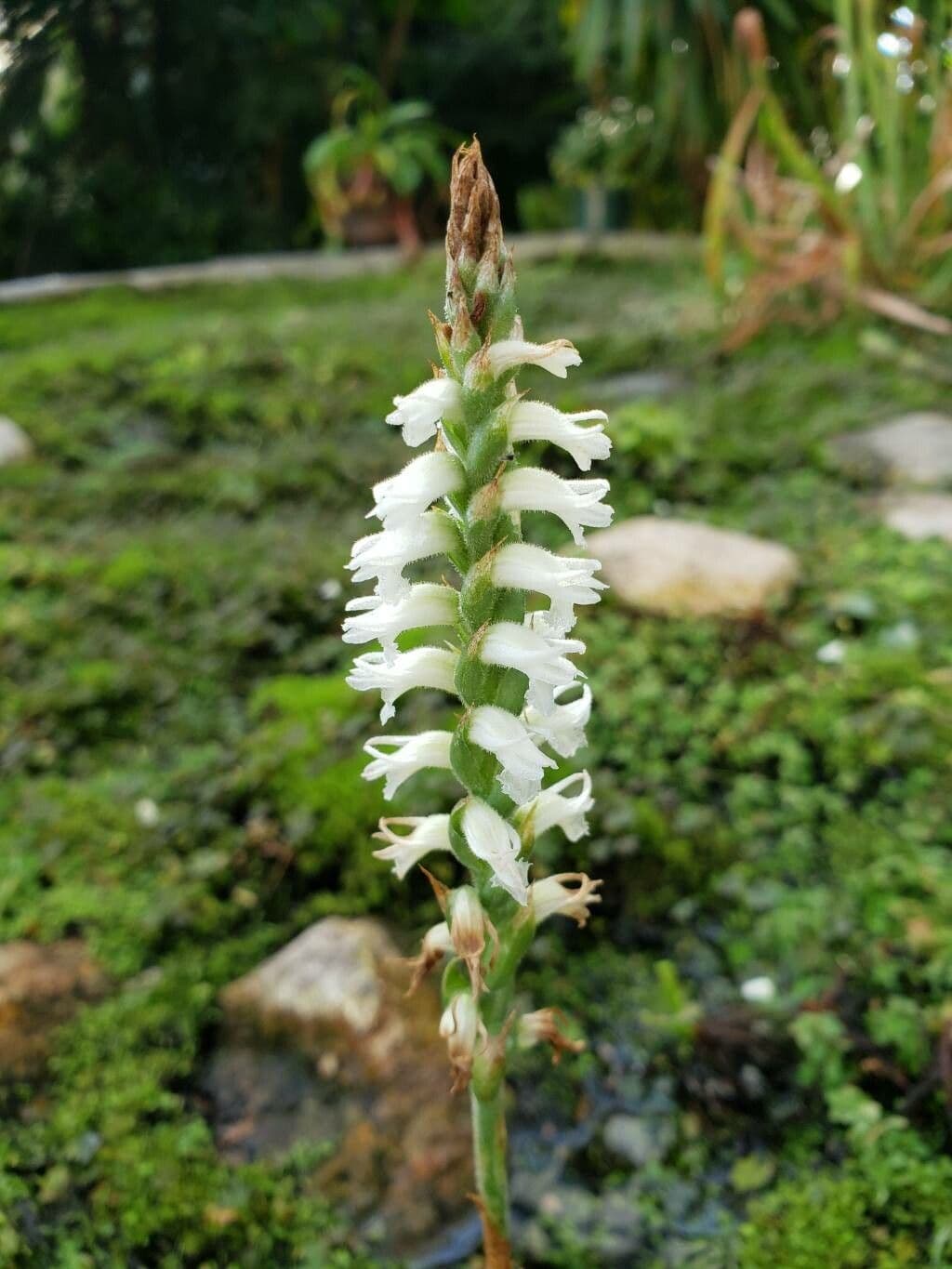 Spiranthes cernua