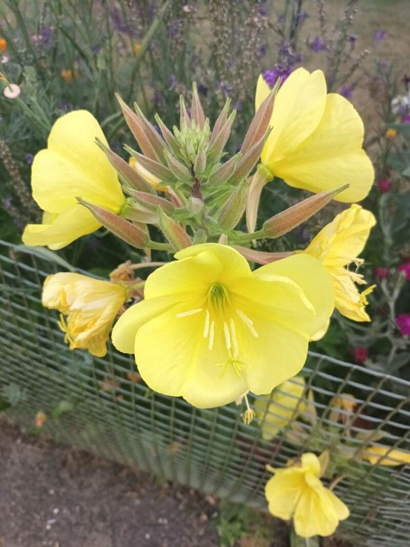 Oenothera elata