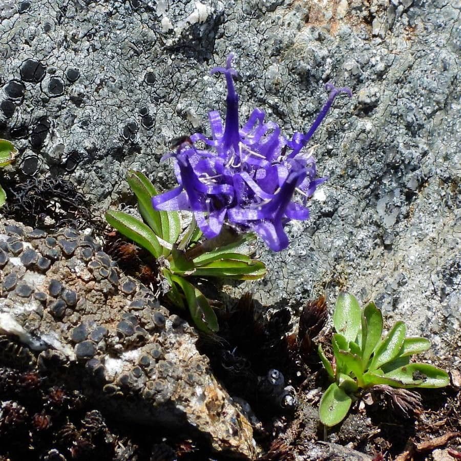 Phyteuma globulariifolium