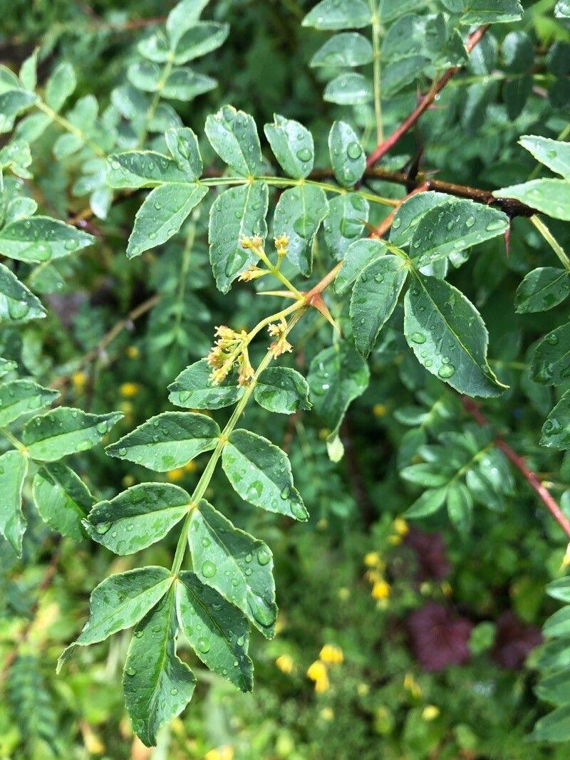 Zanthoxylum americanum