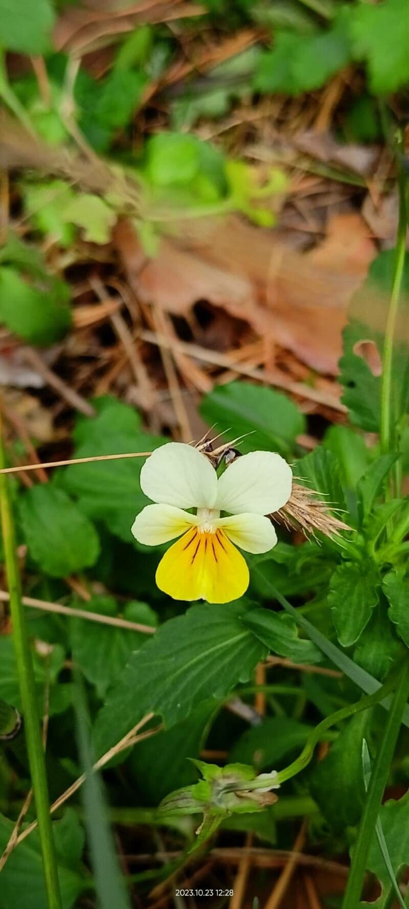 Viola arvensis