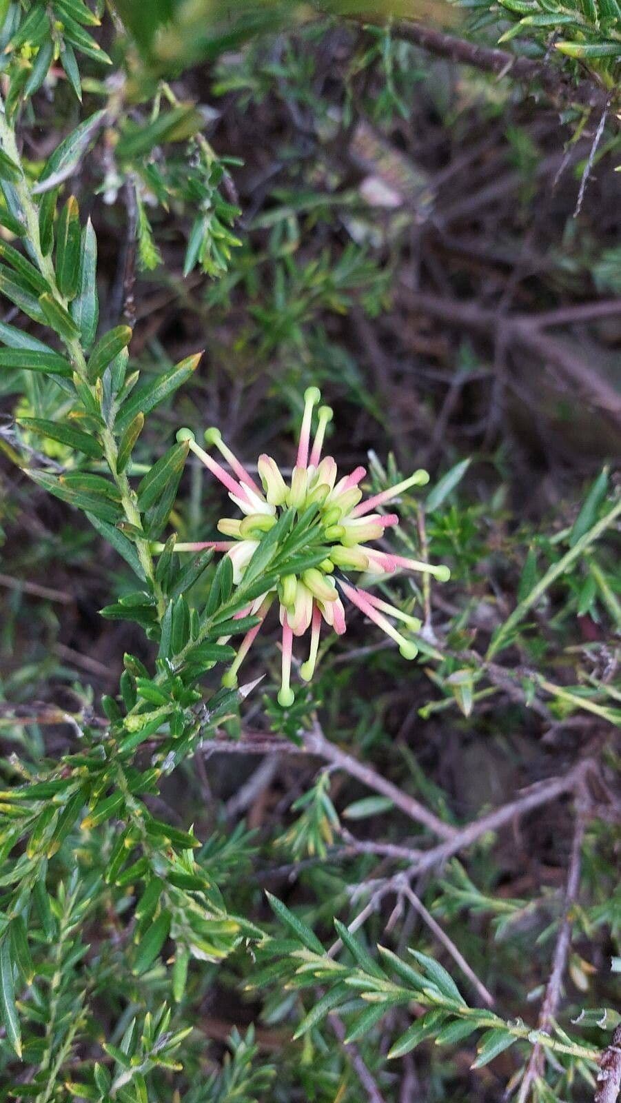 Grevillea rosmarinifolia
