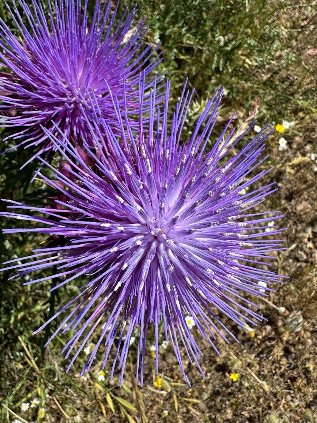 Cynara humilis