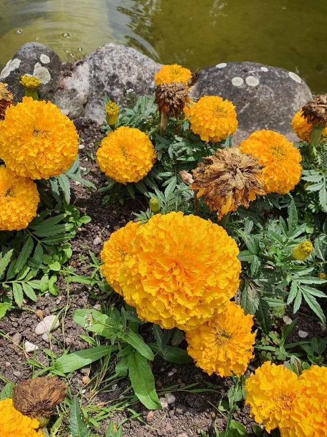 Tagetes erecta