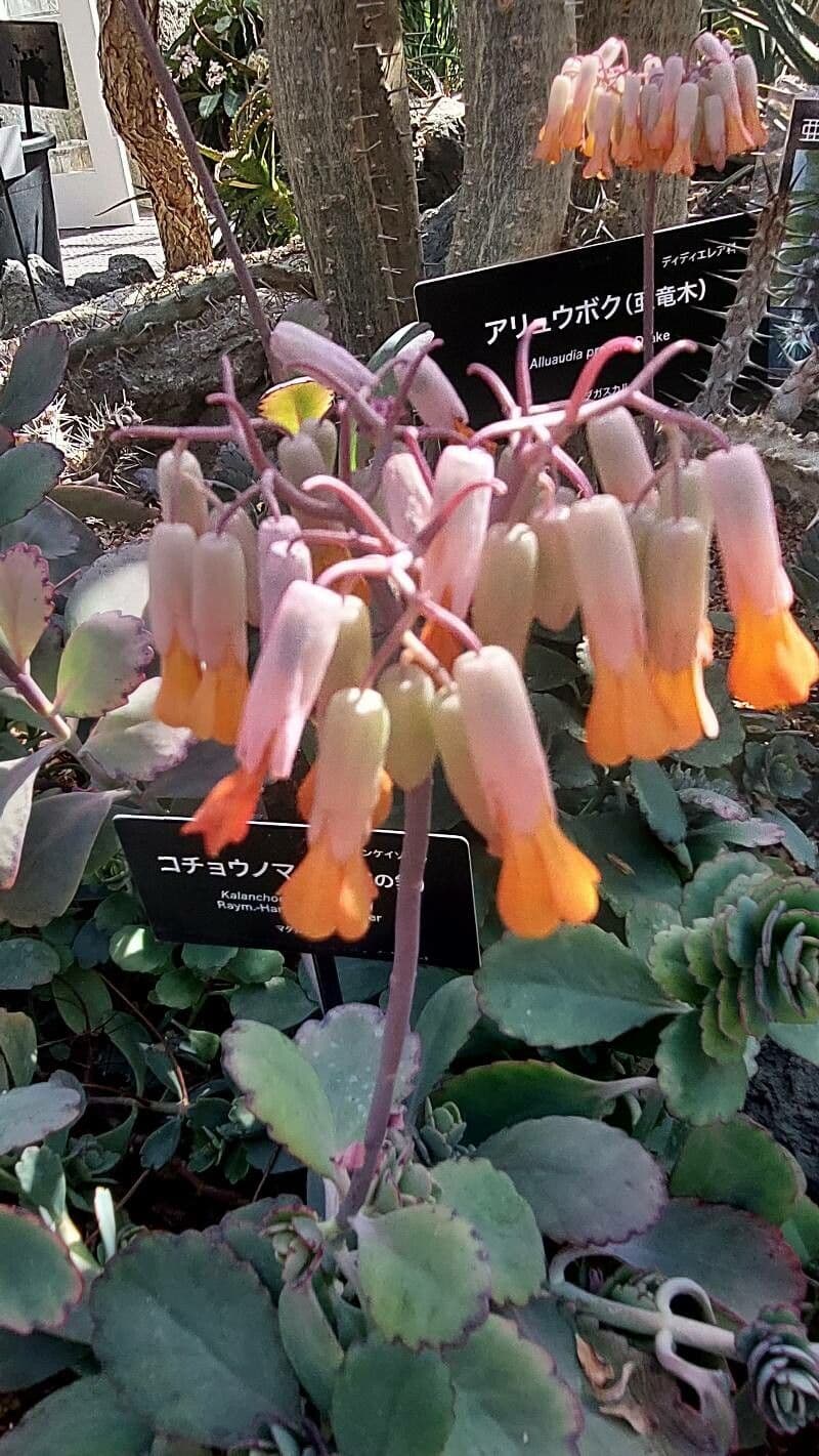 Kalanchoe fedtschenkoi