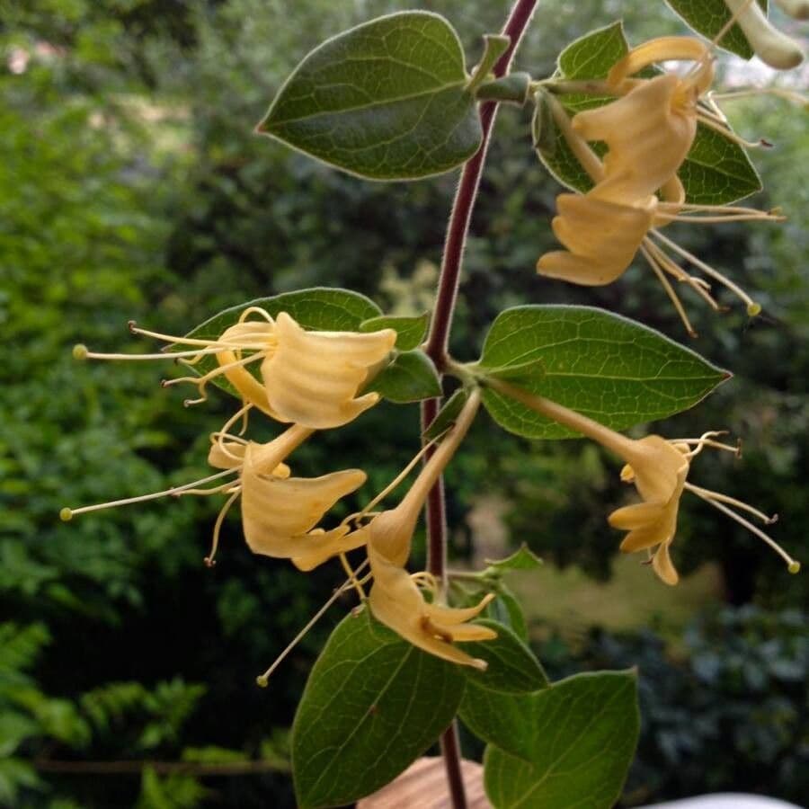 Lonicera periclymenum