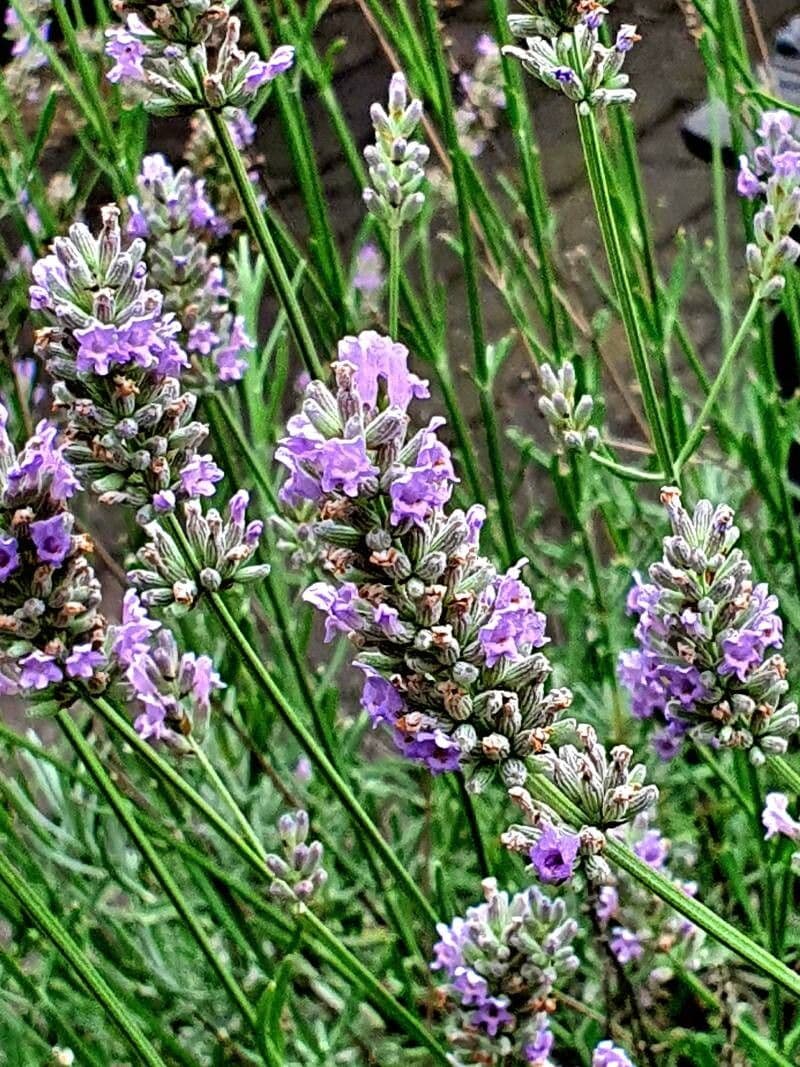 Lavandula angustifolia