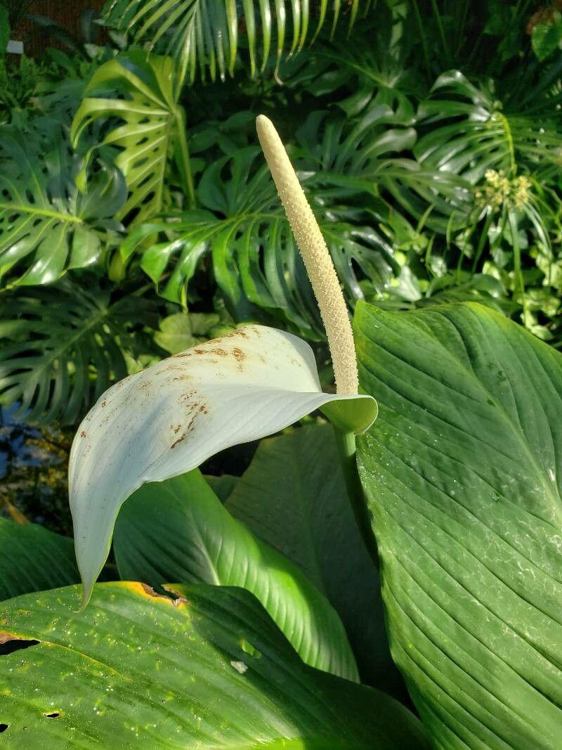 Spathiphyllum cannifolium