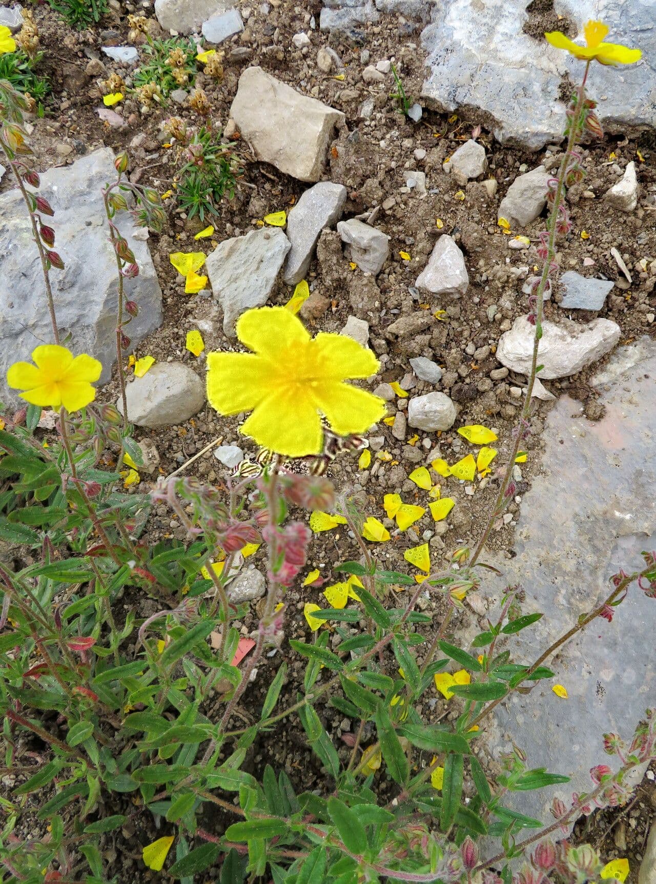 Fumana procumbens