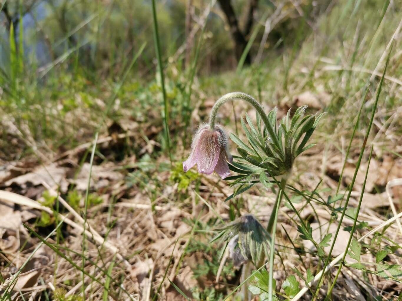 Pulsatilla pratensis