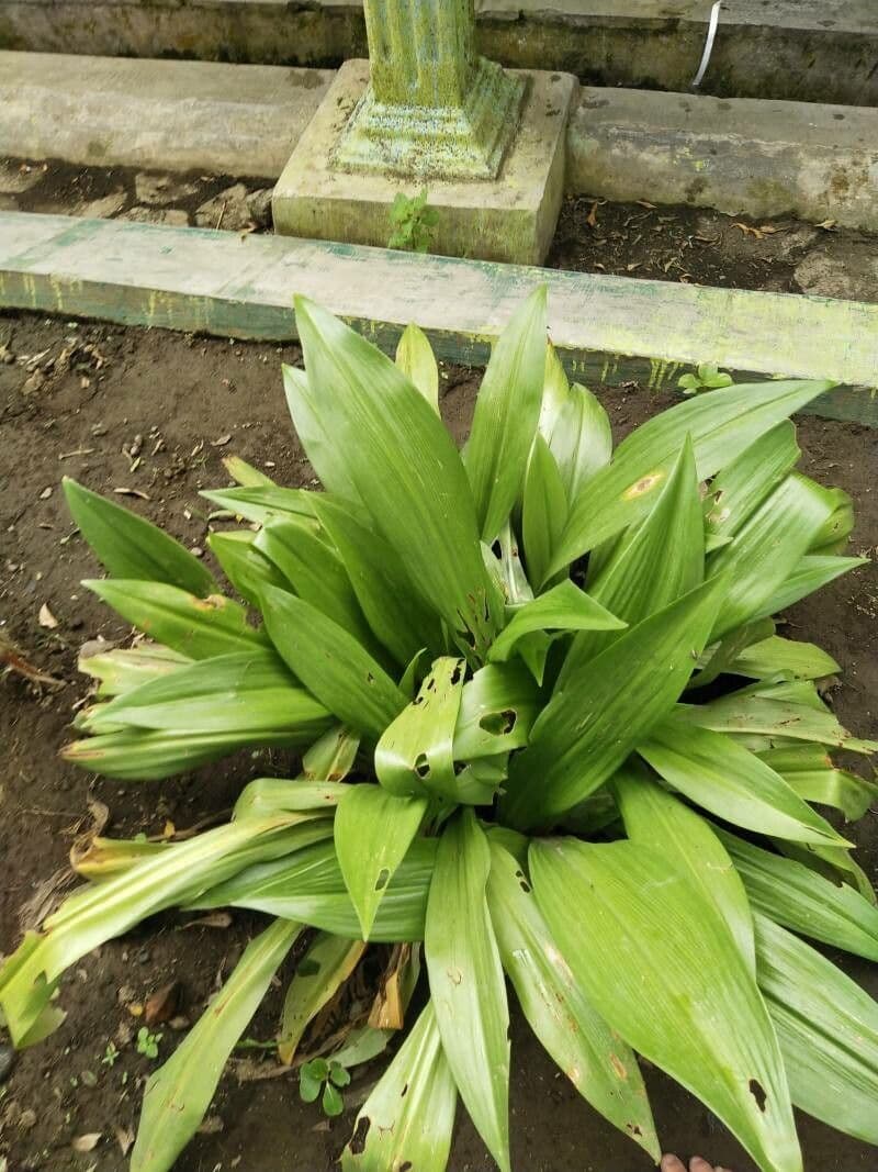 Aspidistra elatior