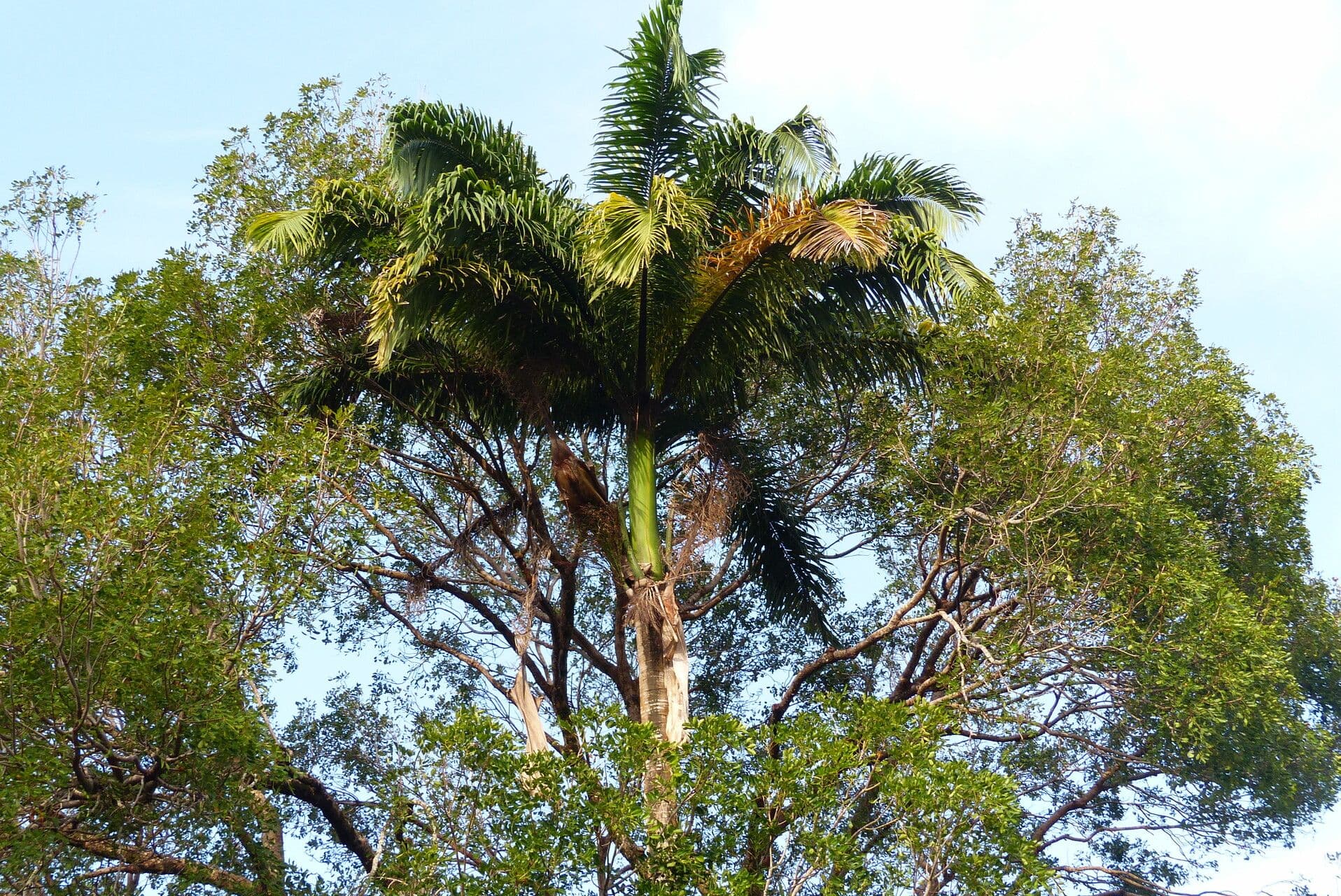 Roystonea oleracea