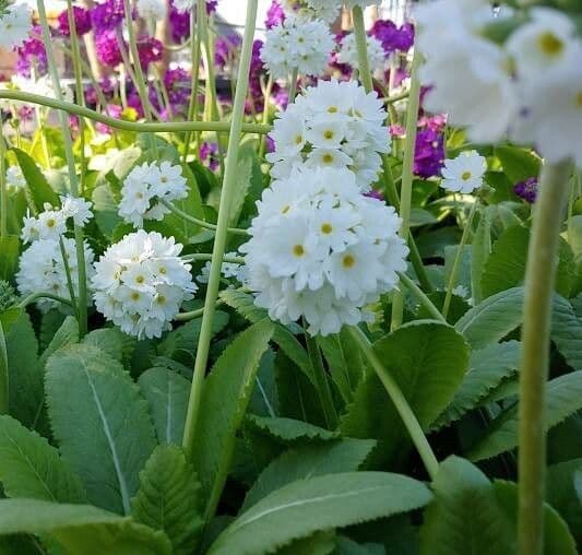 Primula denticulata