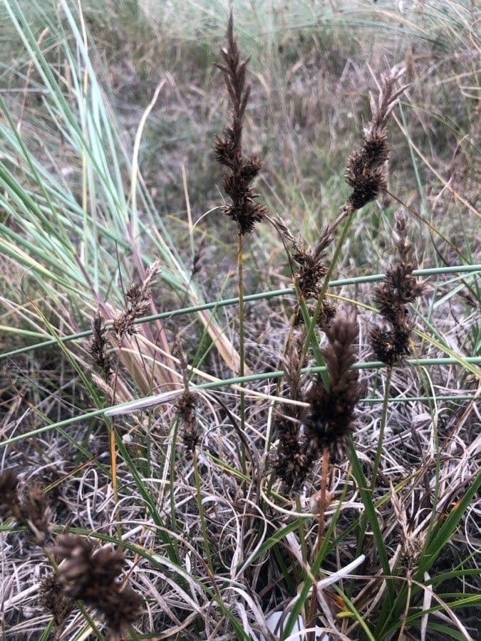 Carex arenaria