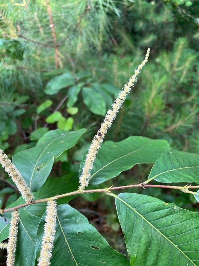Castanea pumila