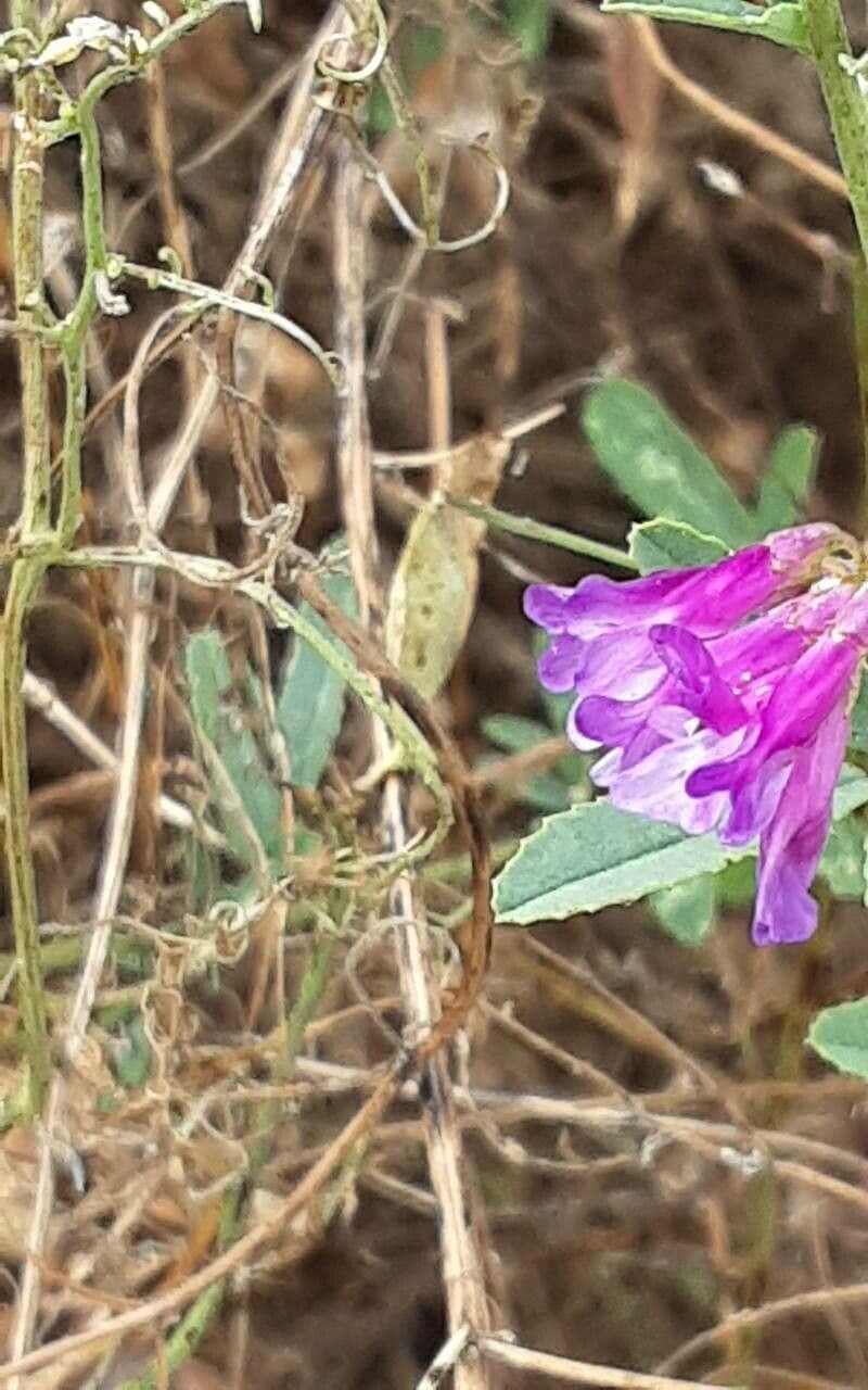 Vicia monantha