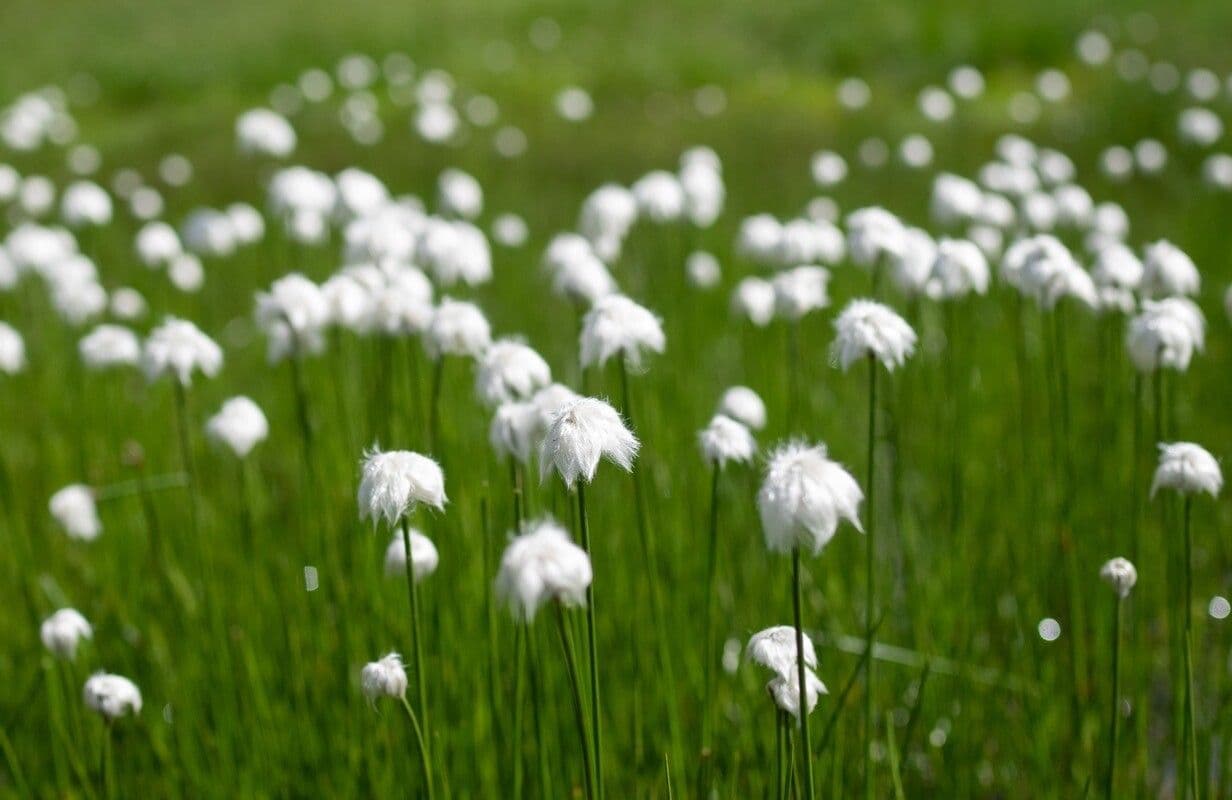 Eriophorum scheuchzeri