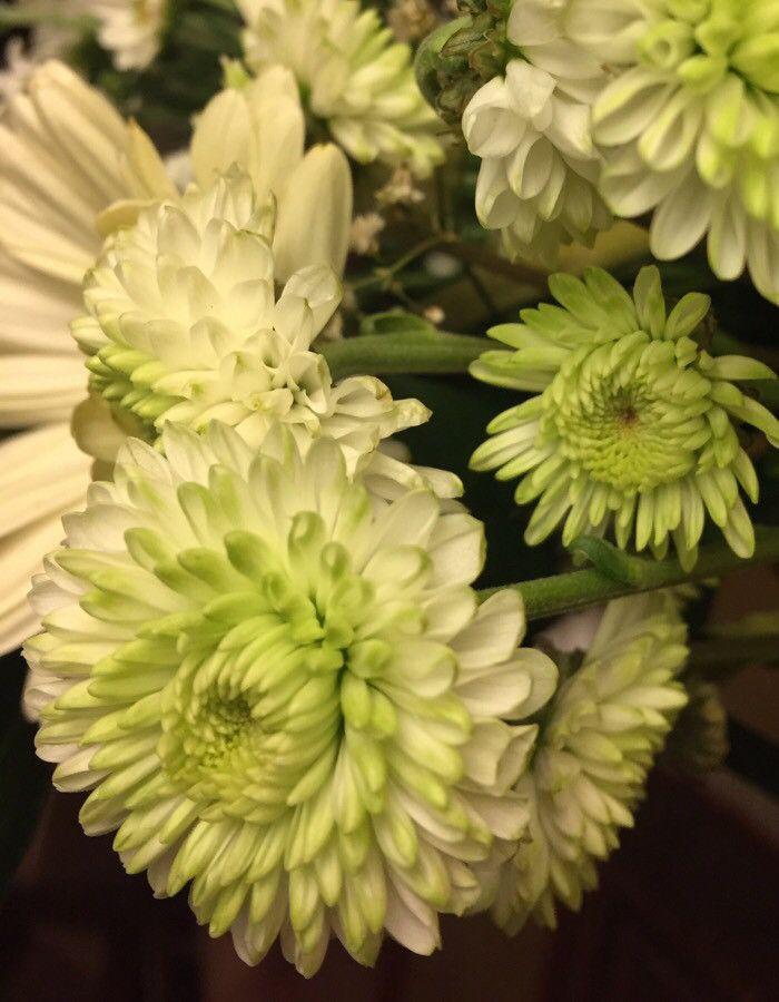 Chrysanthemum indicum