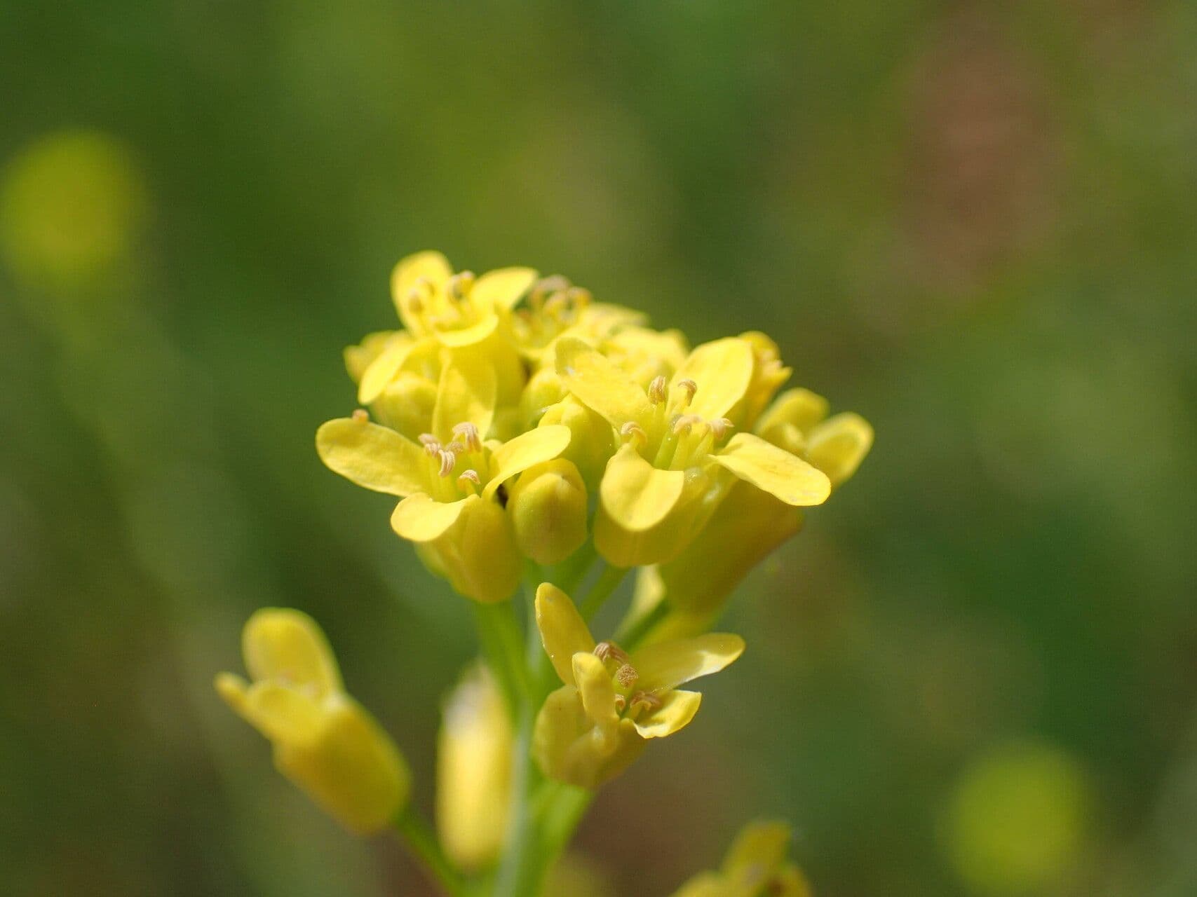 Myagrum perfoliatum
