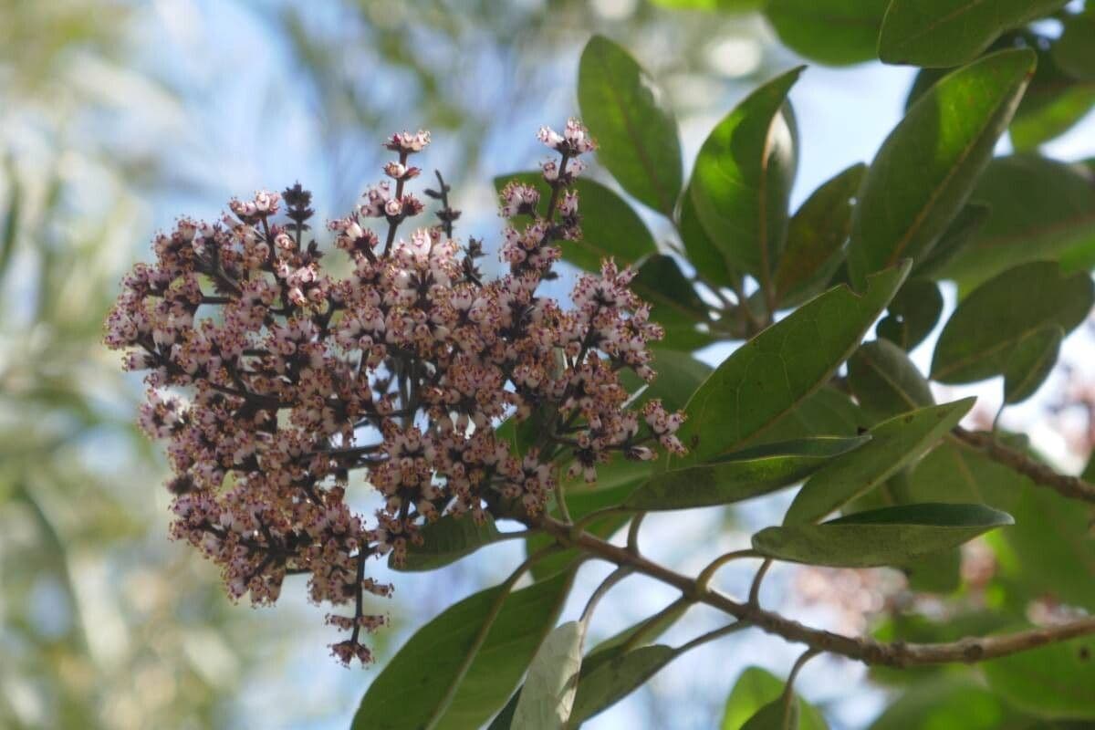 Nuxia verticillata