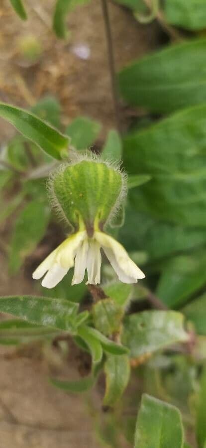 Silene dichotoma