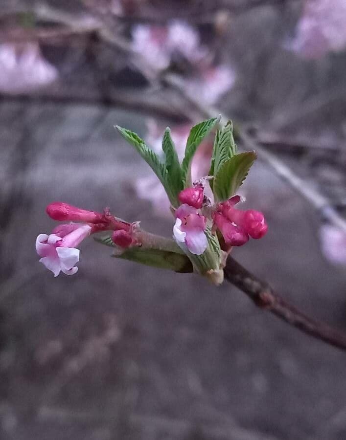 Viburnum farreri