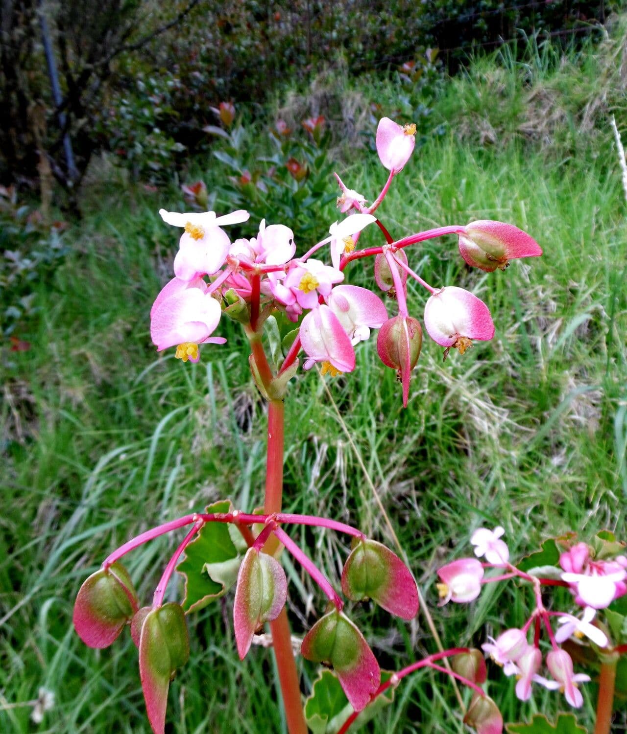 Begonia minor