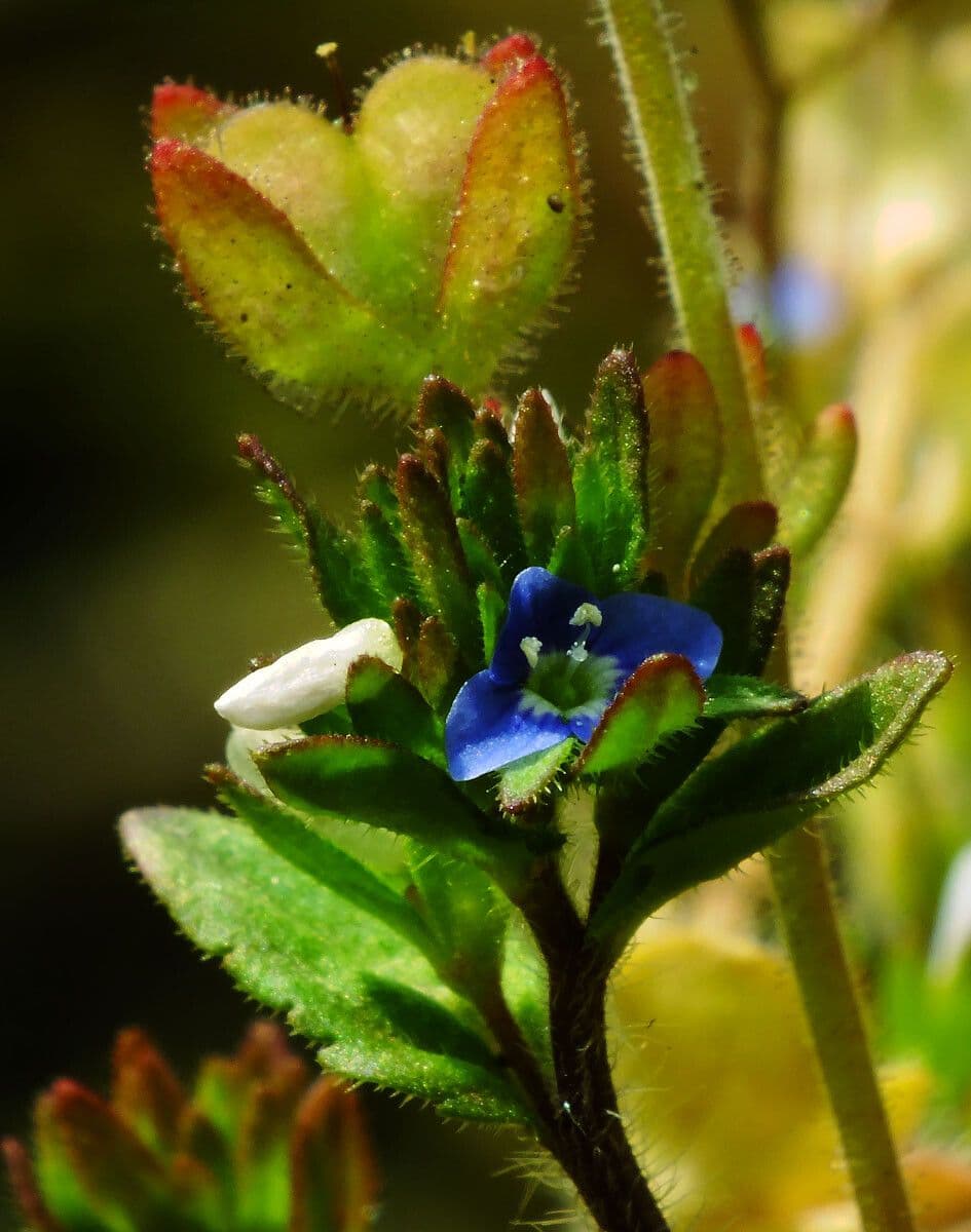 Veronica arvensis